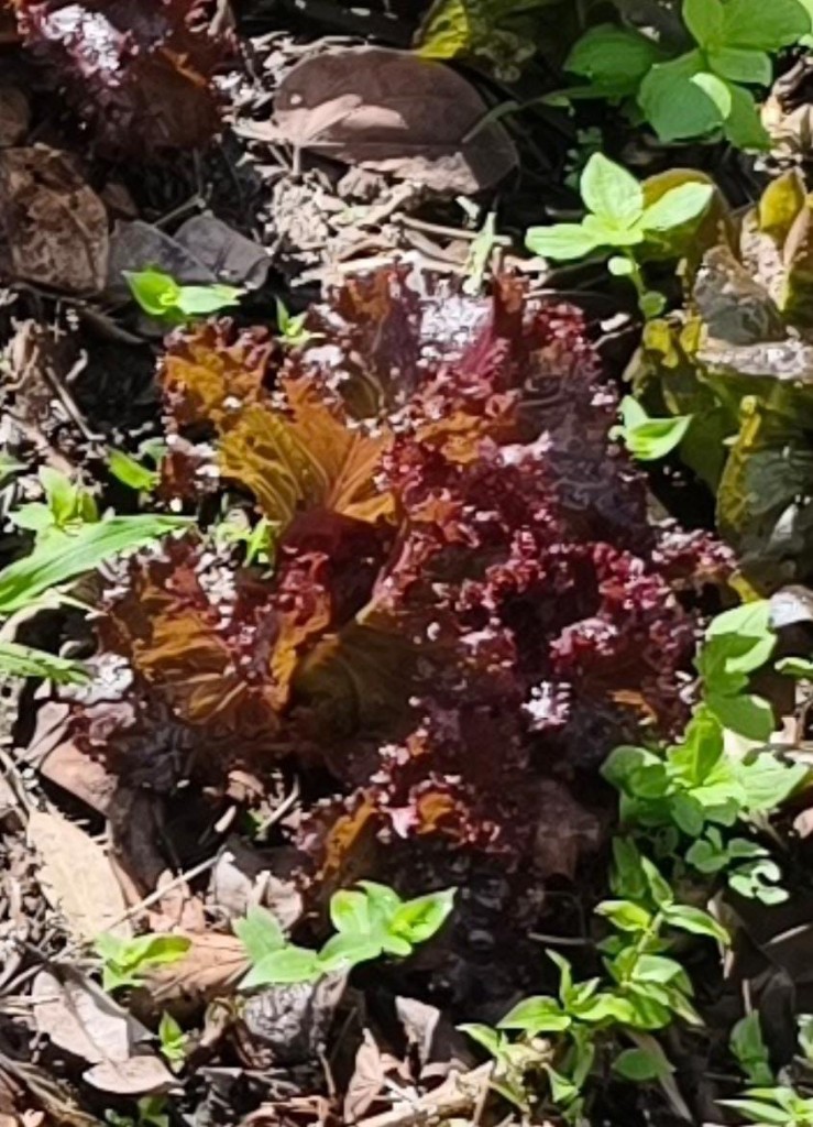 Bacchus crespa morada de 128