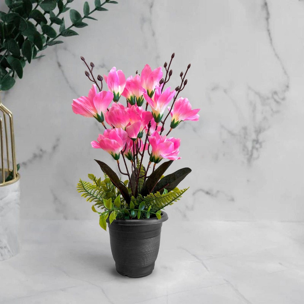 Maceta con flores orquídeas con hojas