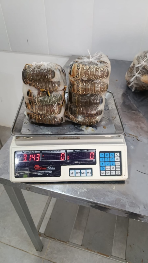 Cola 40-69 gr