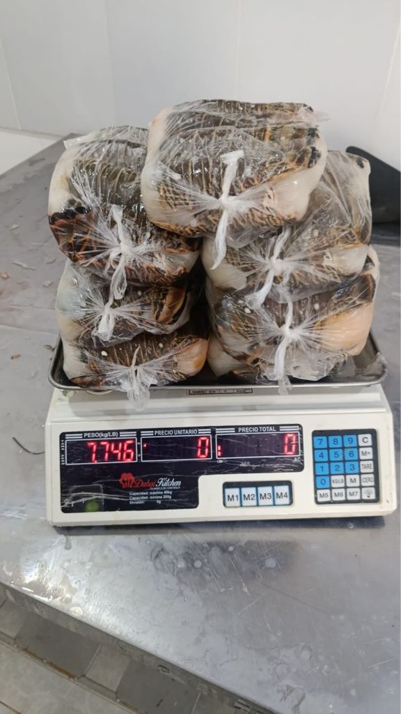 Cola 100-139 gr
