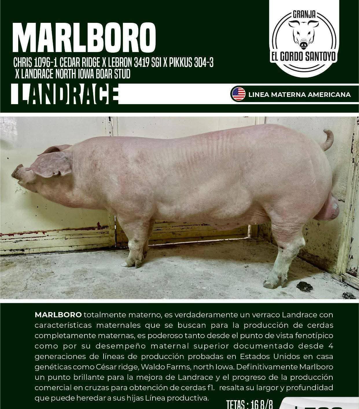 Marlboro Landrace