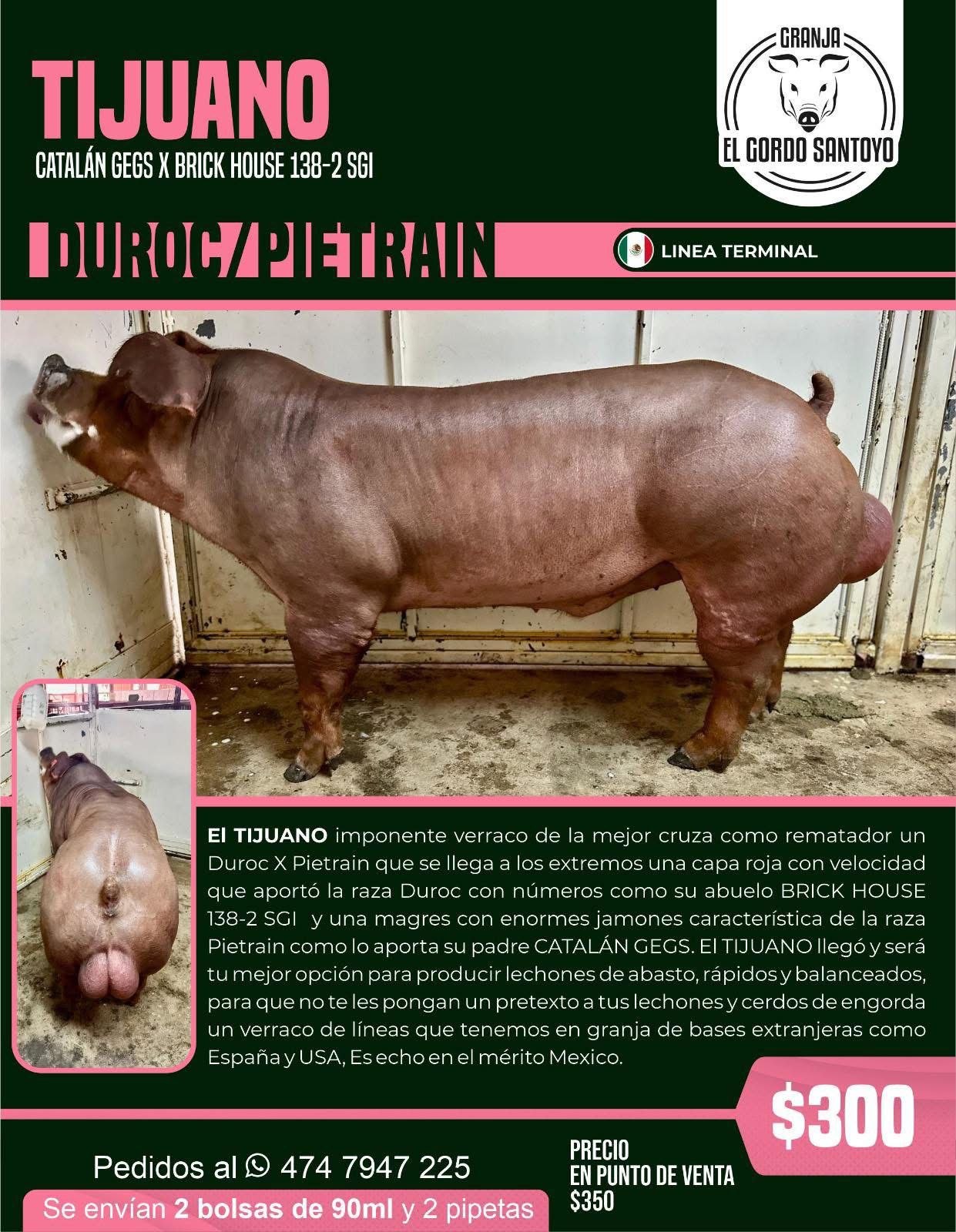 TIJUANO Duroc/Pietrain