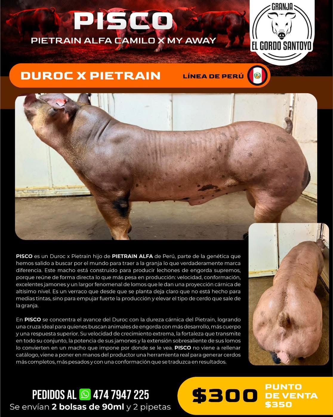 Pisco Duroc x Pietrain