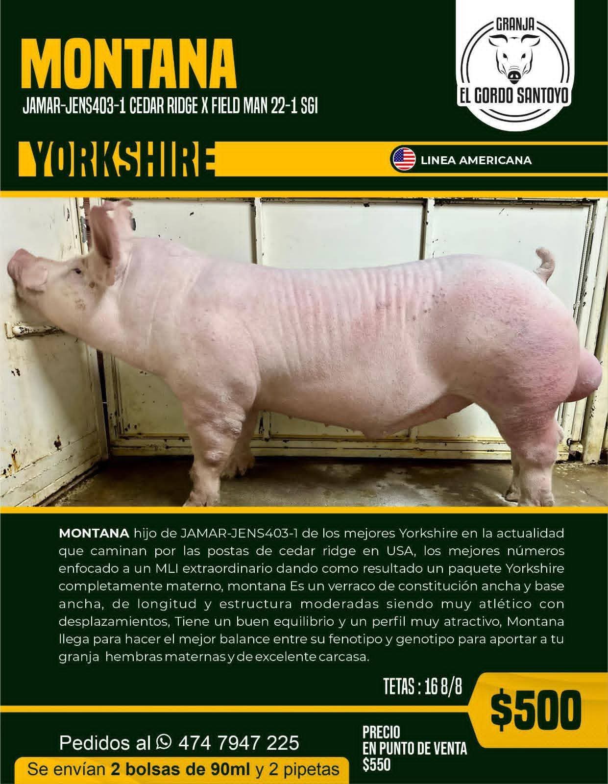 Montana Yorkshire