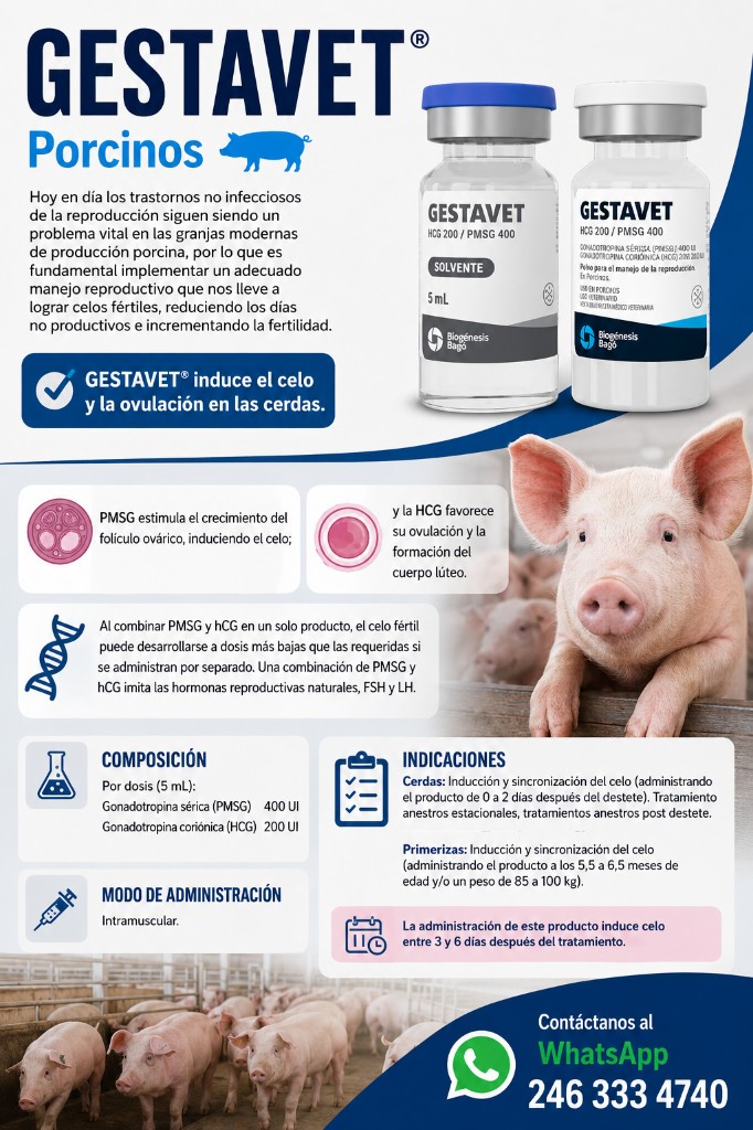 GESTAVET Porcinos