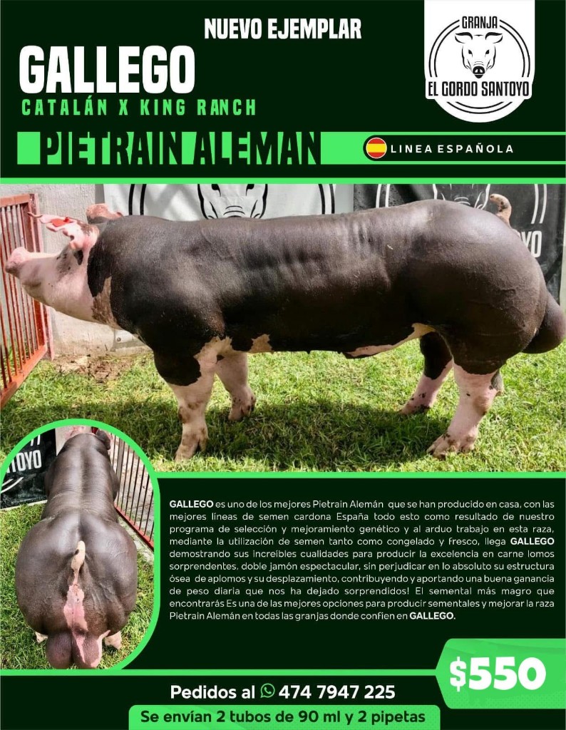 Gallego Pietrain Alemán