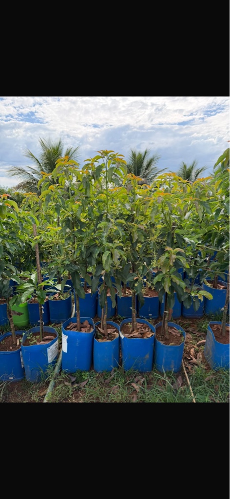 Abacate Manteiga | produzindo
