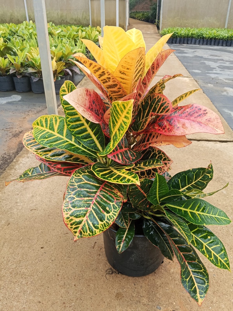 Croton Petra