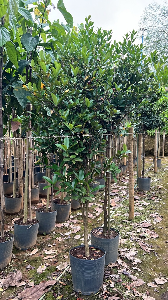 Grumixama | pote 25 litros 2m produzindo