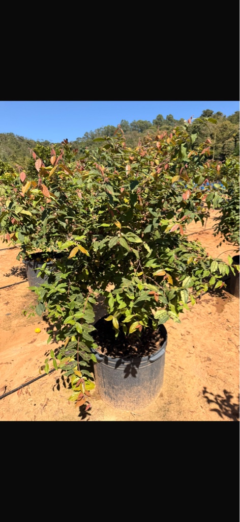 Araçá Boi produzindo pote 85 litros