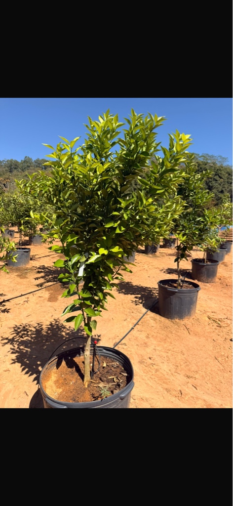 Laranja Seleta pote 85 litros produzindo