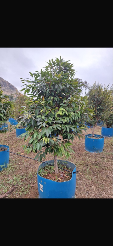 Cambuca pote 100 litros