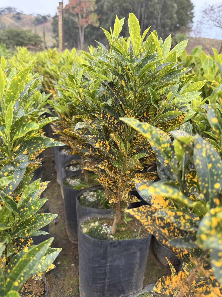 Croton Brasileirinho