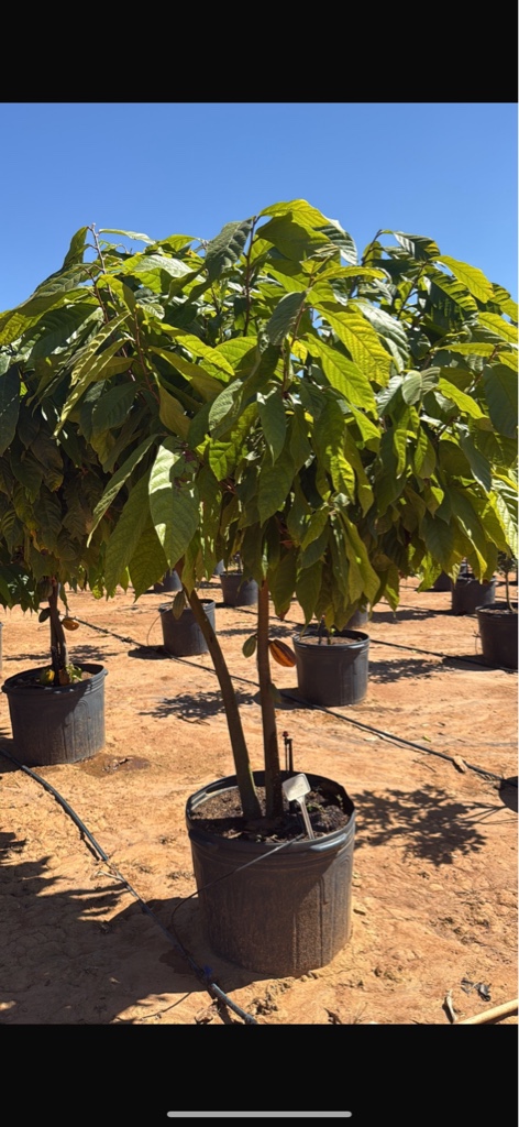 Cacau produzindo pote 85 litros