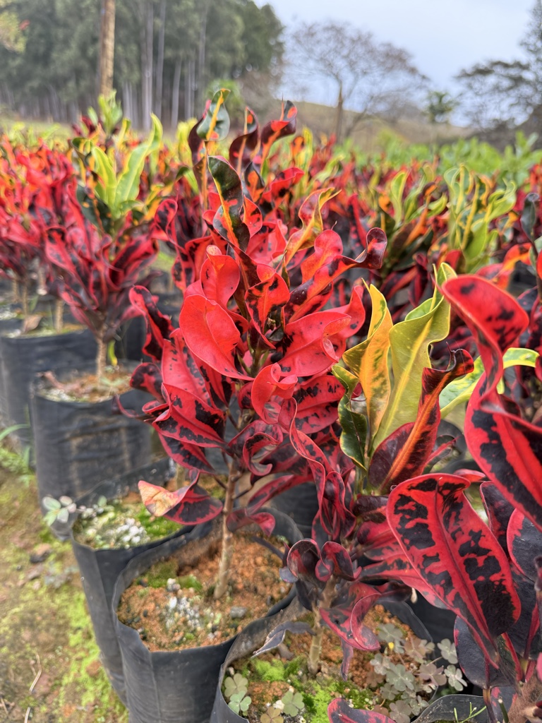 Croton Ginga