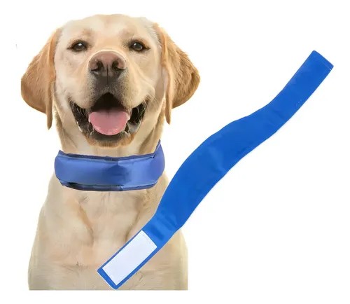 Collar azul para perro