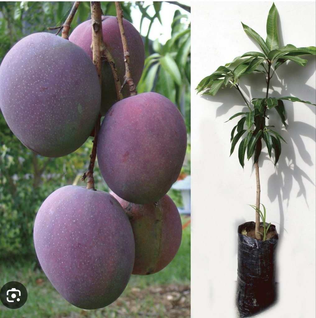 MANGO TOMY