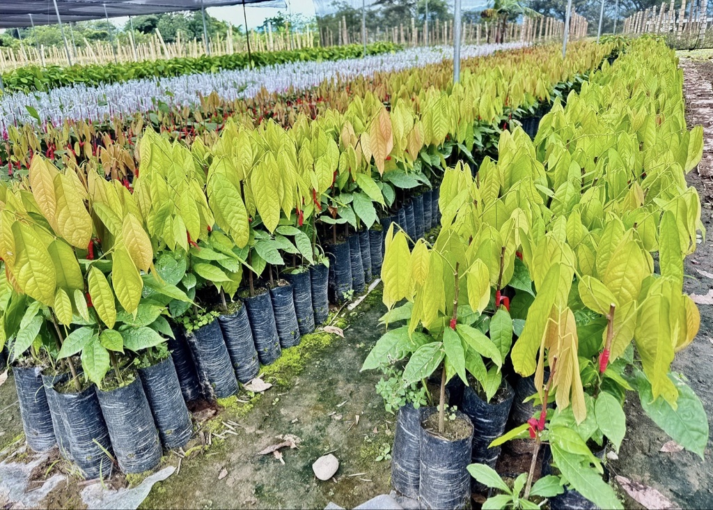 CACAO  FSV-41