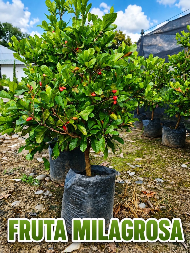 FRUTA MILAGROSA