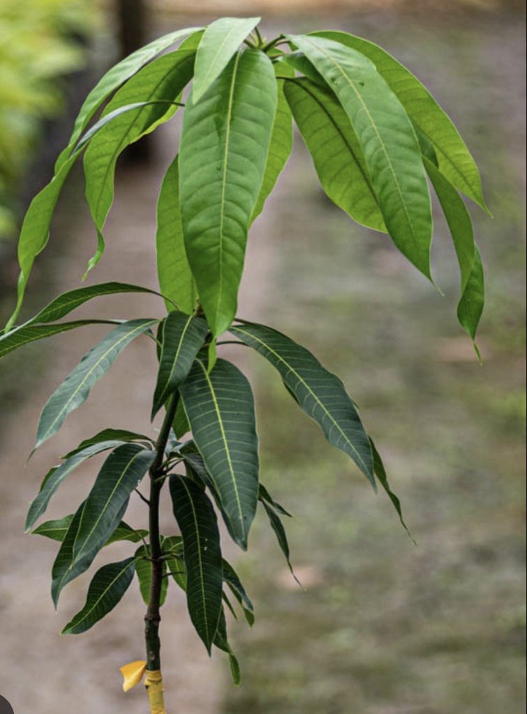 MANGO FARCHI