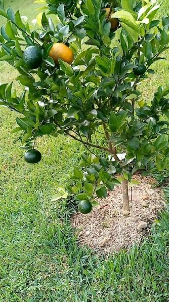 MANDARINA COMUN