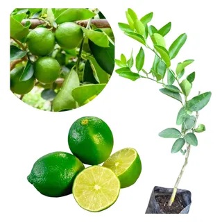 LIMON  CASTILLA