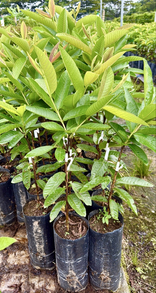 GUAYABA PERA ICA-1