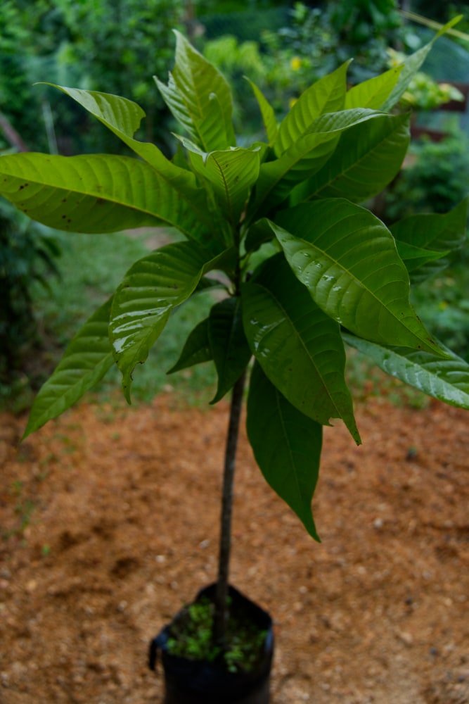 ZAPOTE COSTEÑO