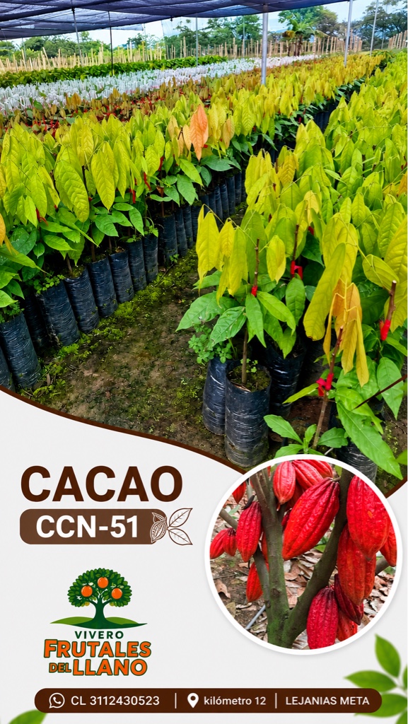 CACAO CCN-51