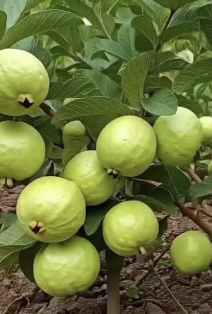 GUAYABA MANZANA