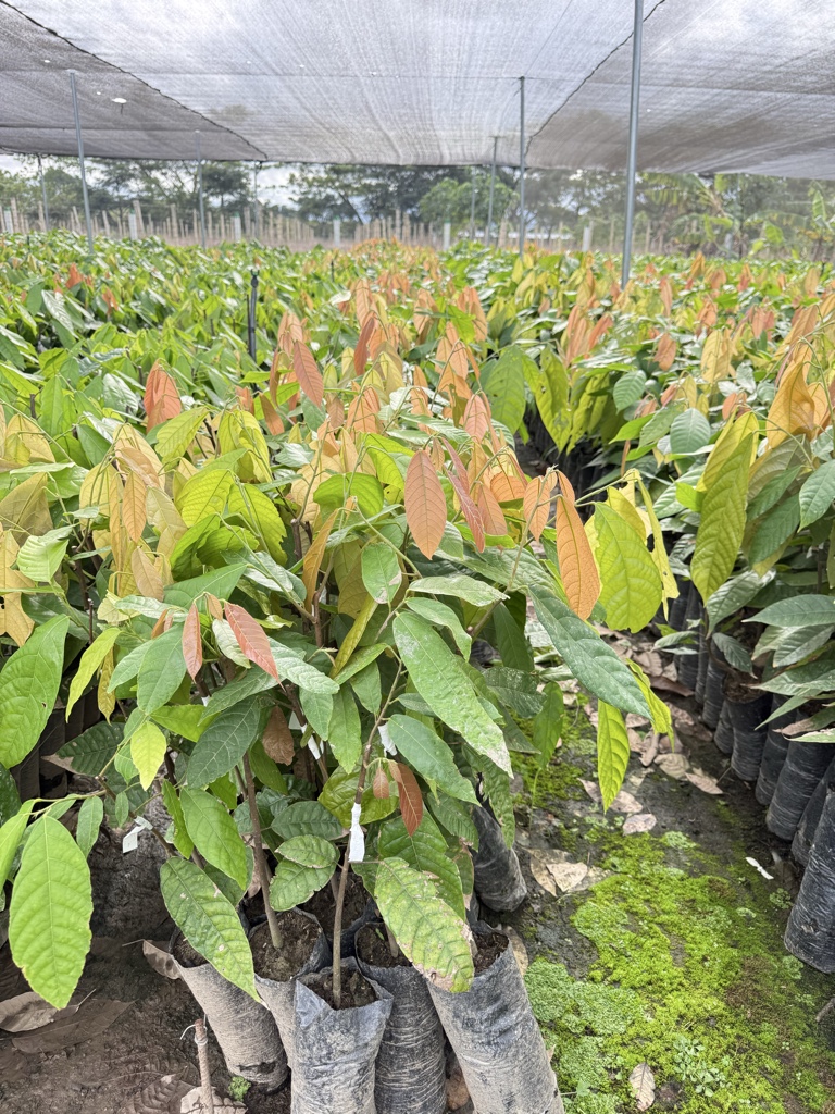 CACAO FEC-2