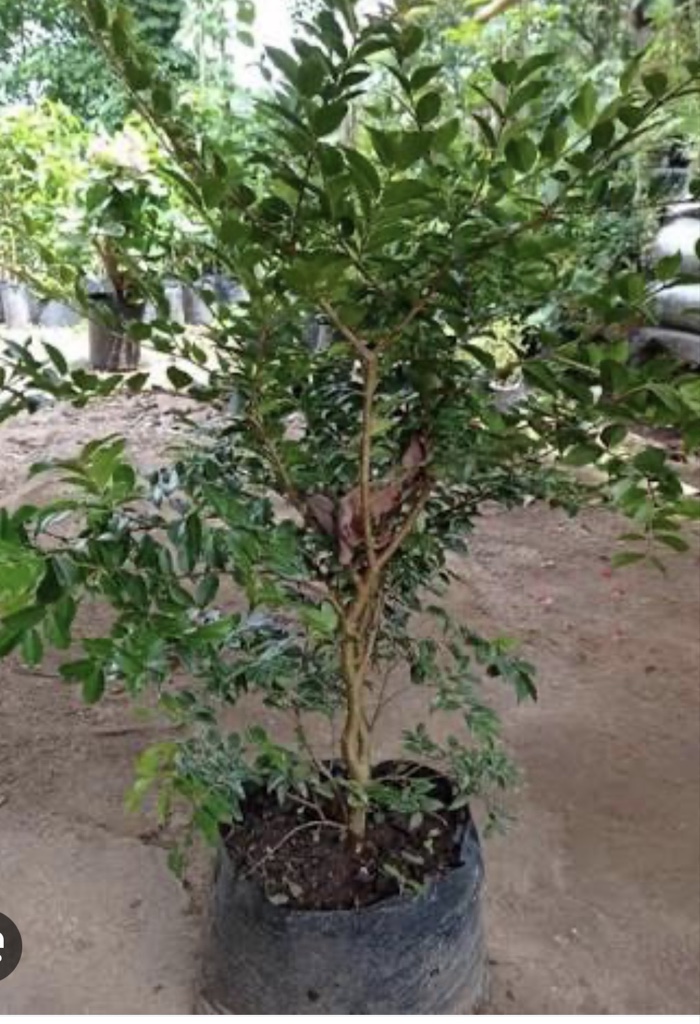 JABUTICABA