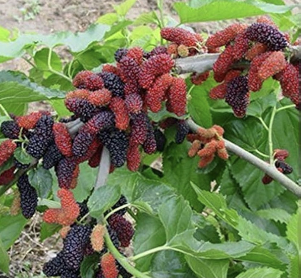 MORA  DE ARBOL