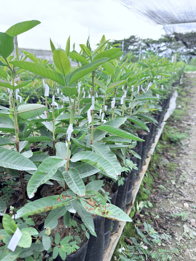 GUAYABA PERA ICA-2