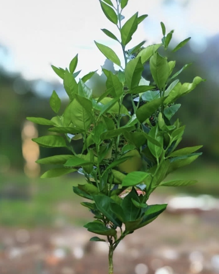 MANDARINA ENANA
