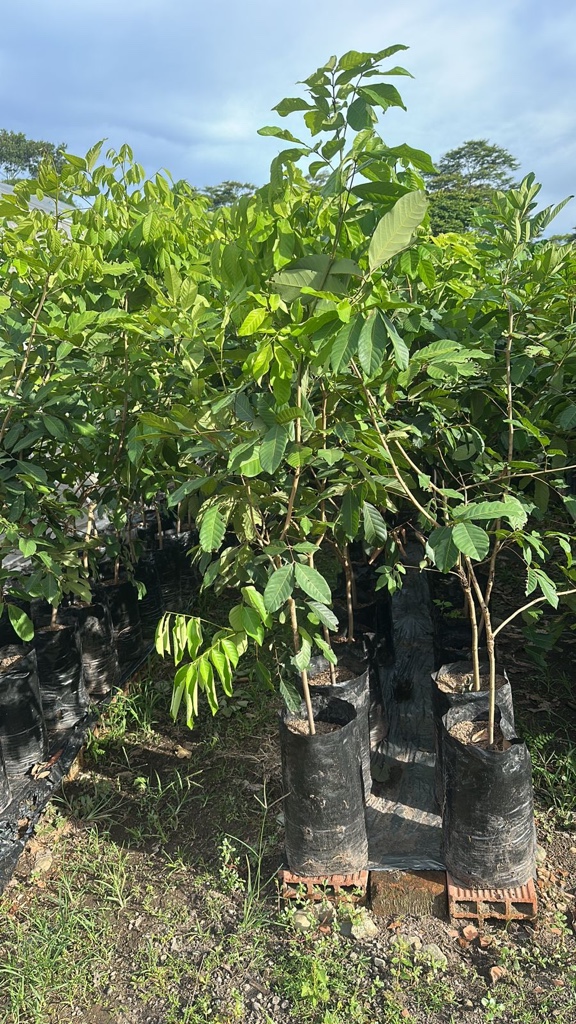 RAMBUTAN R-134