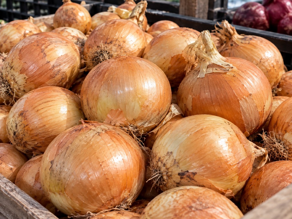 Cebolla Nacional