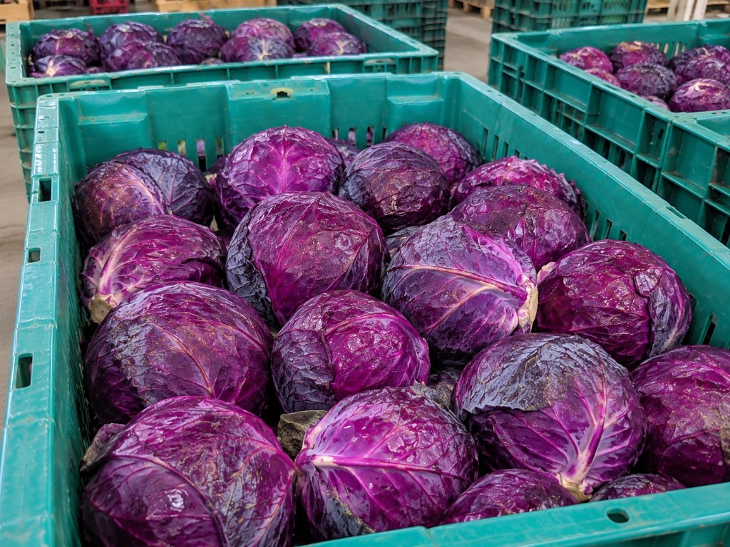 Repollo morado
