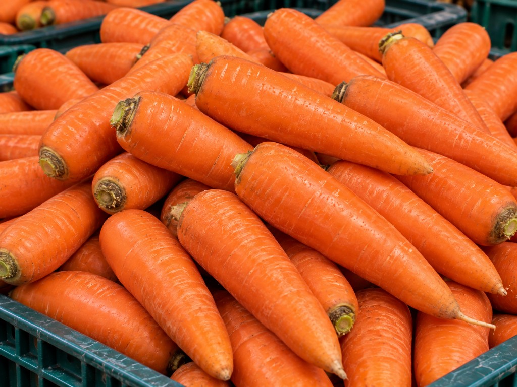 Zanahoria fresca