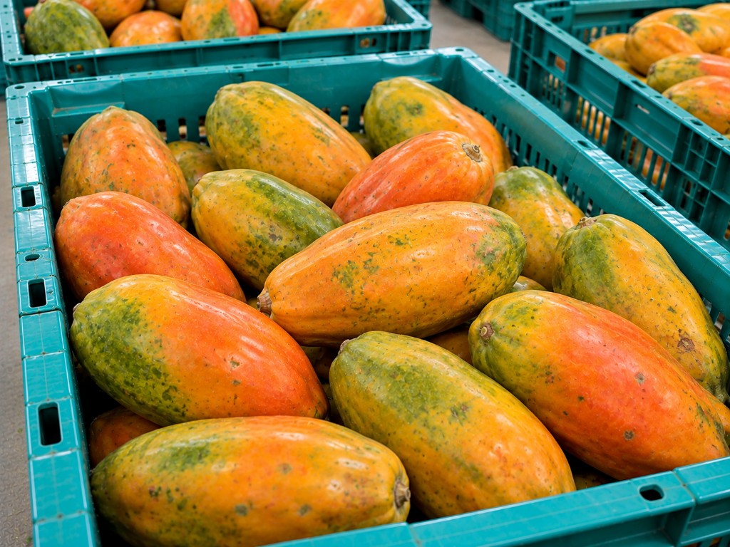 Papaya