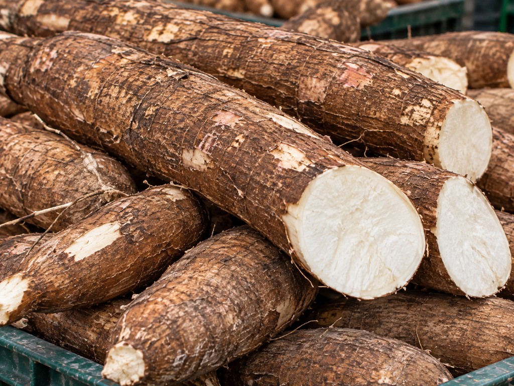 Yuca Fresca