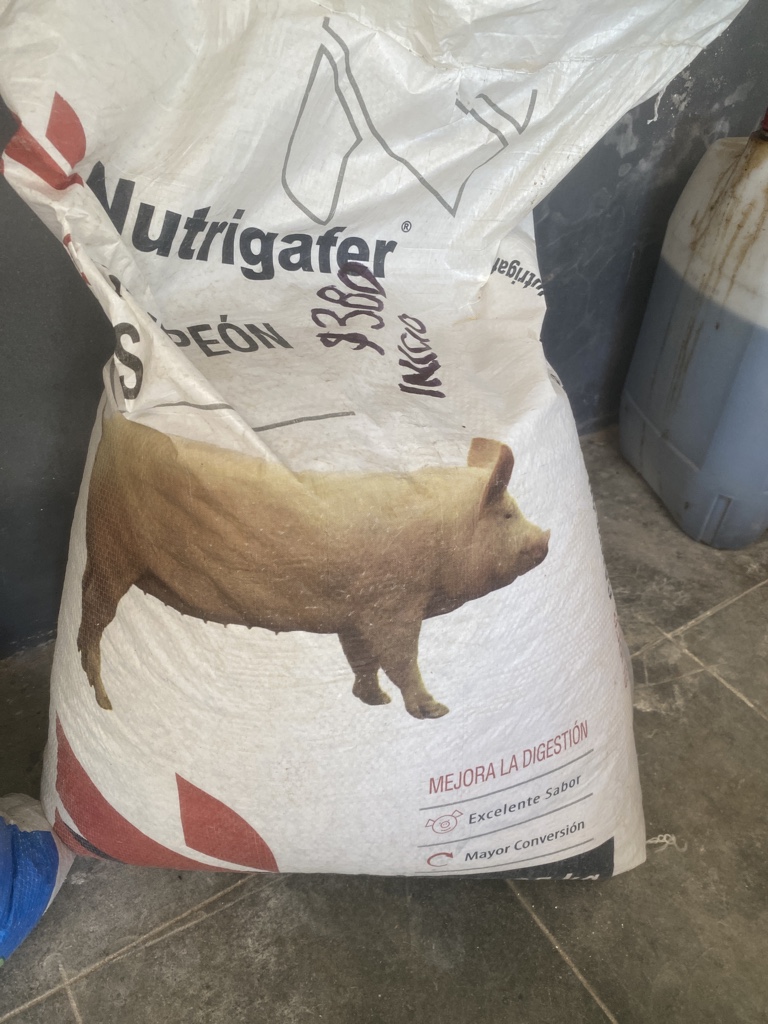 Cerdo inicio