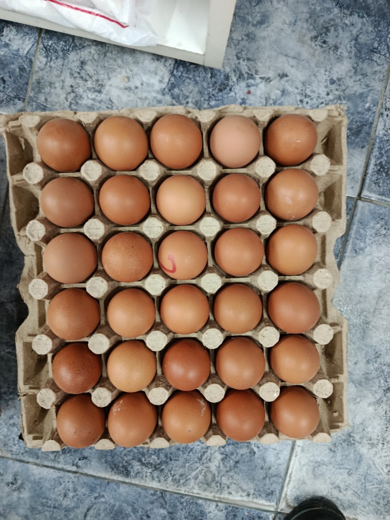 Maple de huevos castaños por 30 unidades