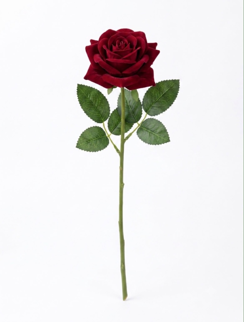Rosa Terciopelo