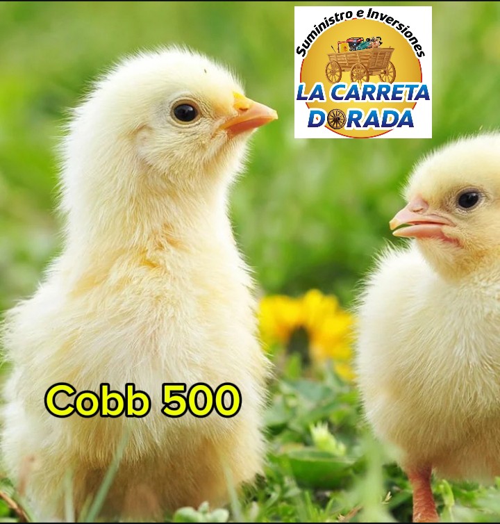 0800 Pollos Cobb 500