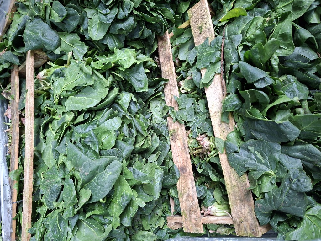 Espinaca fresca