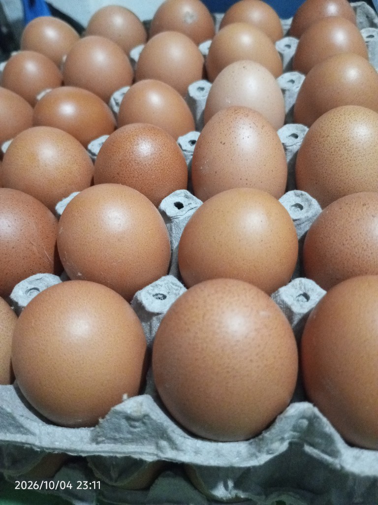 Huevos