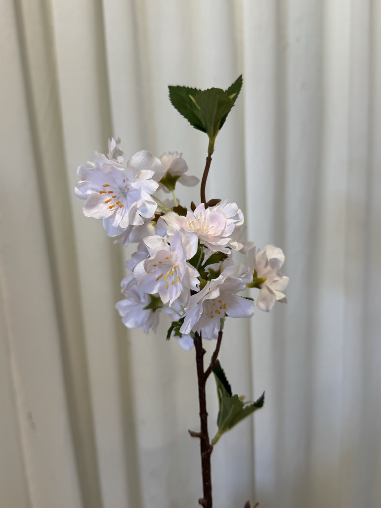 Flor de cerezo
