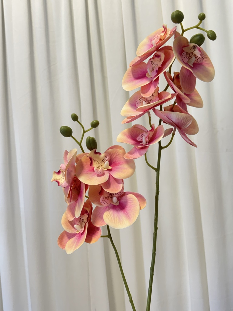 Orquídea