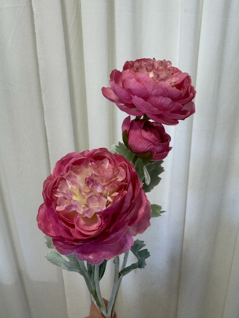 RANÚNCULO FUCSIA